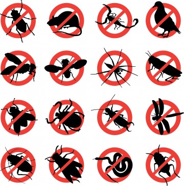 Rat Control – How to Eliminate Rats for Festering in Your Home