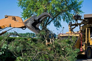 Why You Should Hire Professionals For Tree Removal Services