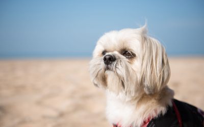 Treat Your Pet to Professional Dog Grooming in Your Area